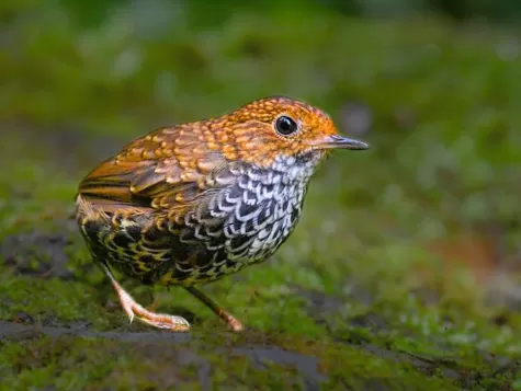 Taiwan Cupwing