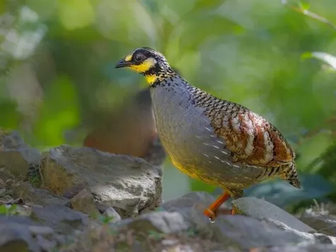 Taiwan Partridge