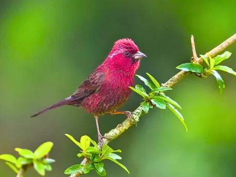  Taiwan Rosefinch