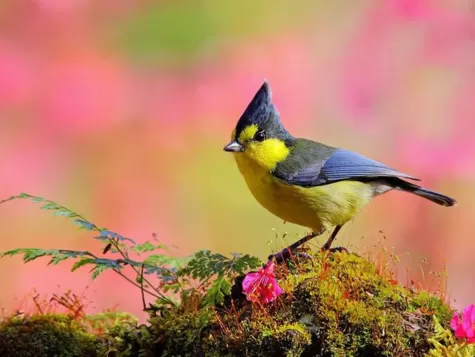 Taiwan Yellow Tit