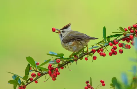 Taiwan Yuhina