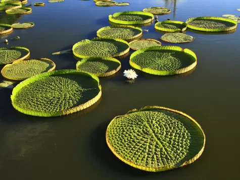 Victoria water lilies