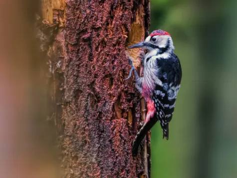 White-backed Woodpecker