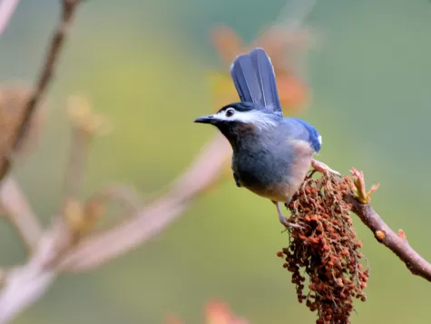 White-eared Sibia