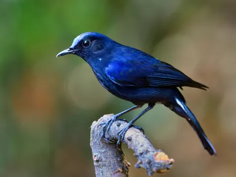  White-tailed Robin