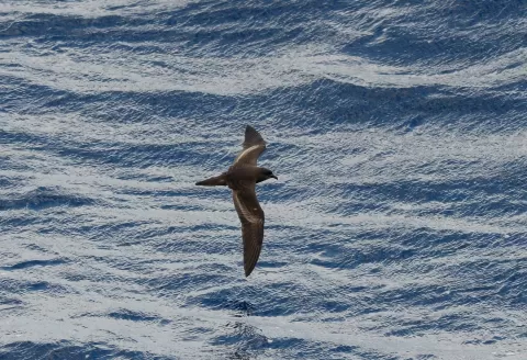 Unique Expedition Cruise Along the West African Coast