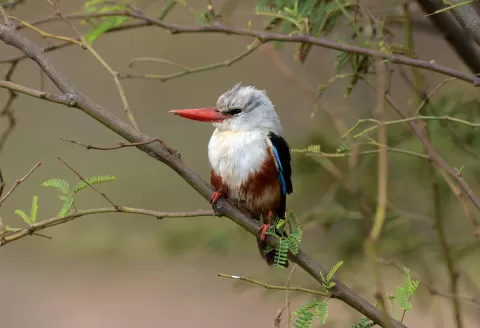 Unique Expedition Cruise Along the West African Coast