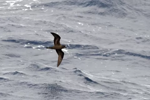 Unique Expedition Cruise Along the West African Coast