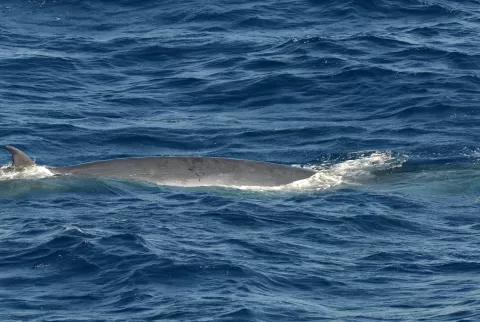 Unique Expedition Cruise Along the West African Coast