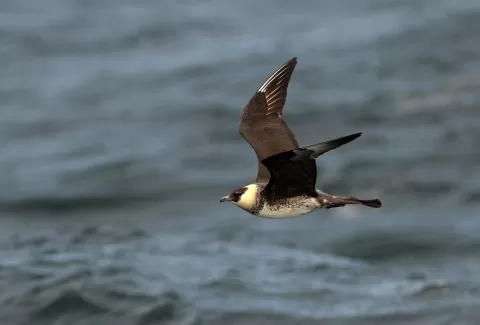 Unique Expedition Cruise Along the West African Coast