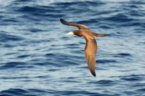 Unique Expedition Cruise Along the West African Coast