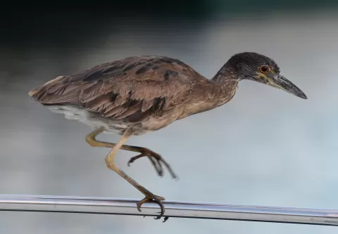 Unique Expedition Cruise Along the West African Coast