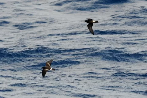 Unique Expedition Cruise Along the West African Coast