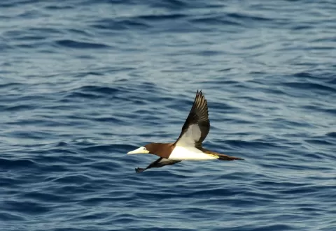 Unique Expedition Cruise Along the West African Coast