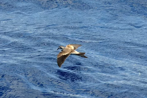 Unique Expedition Cruise Along the West African Coast