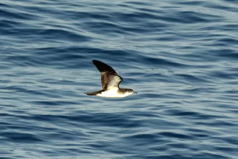 Unique Expedition Cruise Along the West African Coast