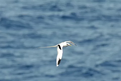 Seabirds in Unique Expedition Cruise Along the West African CoastAfrica coastal waters