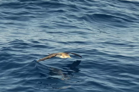 Unique Expedition Cruise Along the West African Coast
