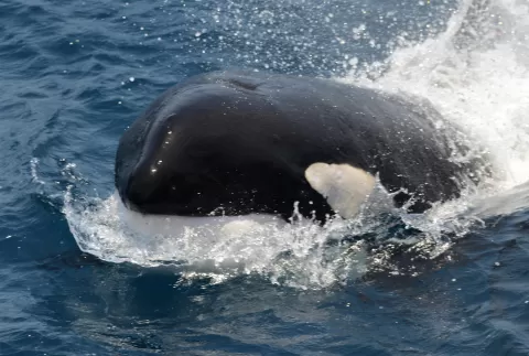 Unique Expedition Cruise Along the West African Coast