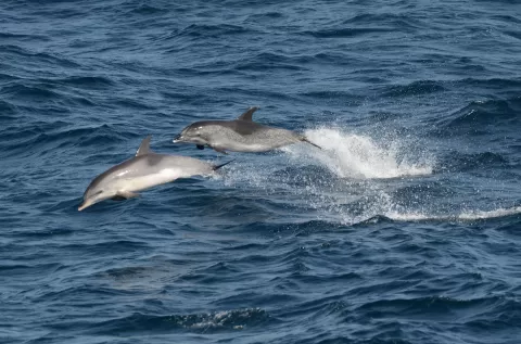 Unique Expedition Cruise Along the West African Coast