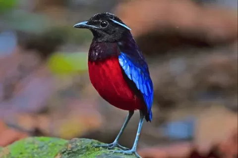 Black-and-crimson Pitta