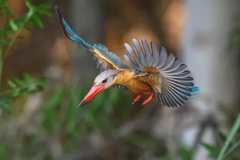 Stork-billed kingfisher