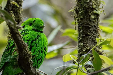 Whitehead's Broadbill