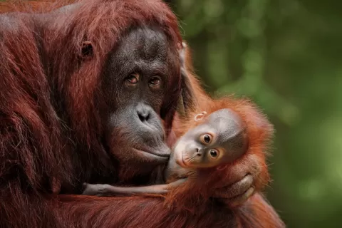  borneo-wildlife-photography-tour