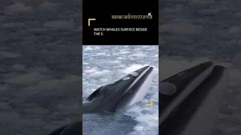 Embedded thumbnail for Southern Ocean Expedition | Falklands, South Georgia &amp; Antarctica Adventure