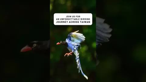 Embedded thumbnail for Taiwan Birding Adventure | 10 Days