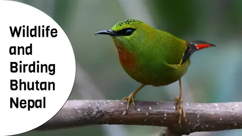 Embedded thumbnail for Into the Wild - Explore the Birds and Wildlife of Nepal &amp; Bhutan