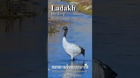 Embedded thumbnail for Winged Treasures of Ladakh | Birding In Leh Ladakh