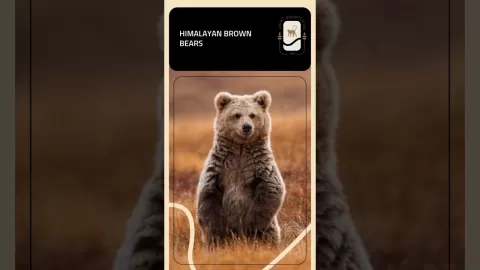 Embedded thumbnail for Asian Adventures: 4 Bears, 4 Habitats Around the World