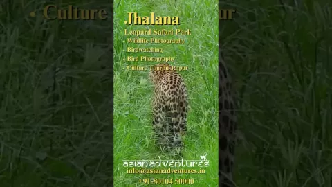 Embedded thumbnail for Jaipur and Jhalana Journeys with Asian Adventures