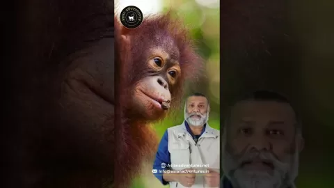 Embedded thumbnail for Borneo Island Adventure