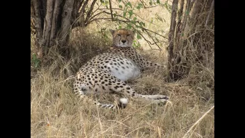 Embedded thumbnail for Where Are The Best Places To Visit In Kenya?