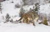 Mongolia