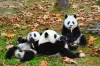 China Wildlife and Culture Exploration