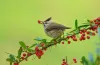 Taiwan Yuhina