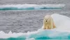 Artic-Wildlife_Tours