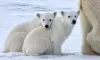 Polar bears
