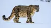 snow leopard, Mongolia