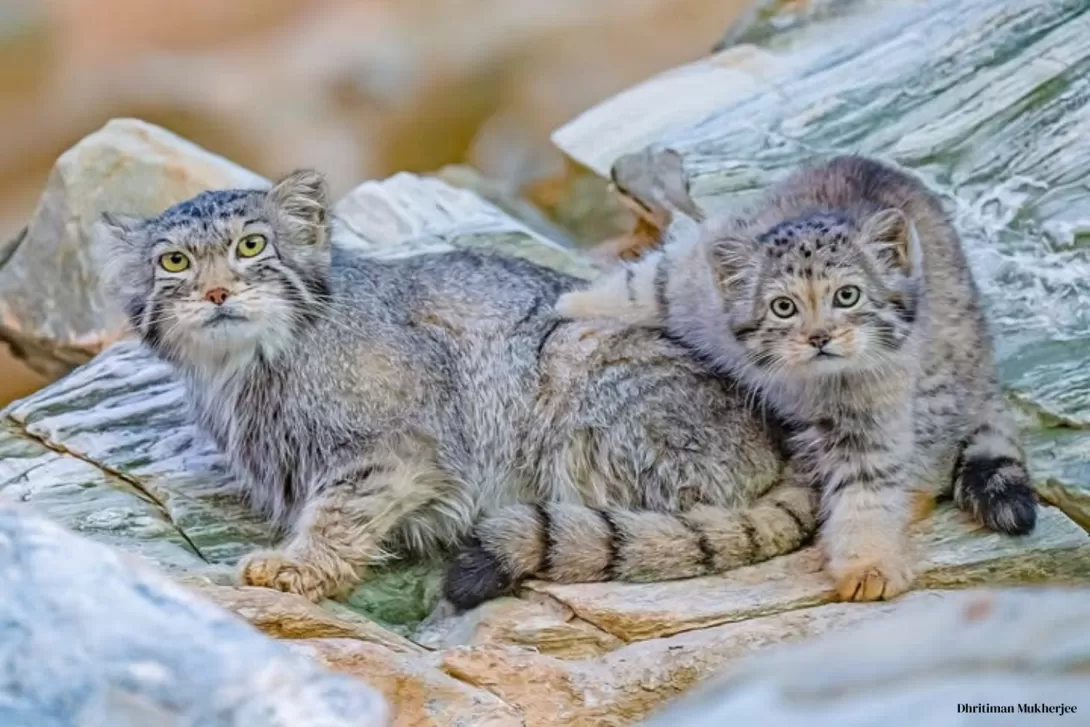Pallas's cat