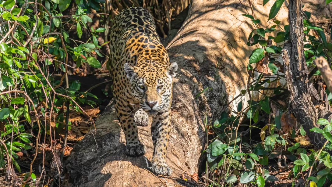 Pantanal Jaguar Tour